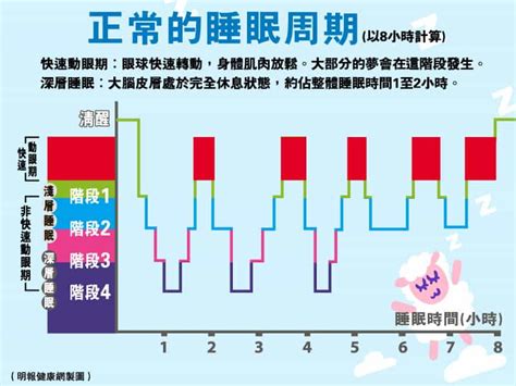 貓睡眠時間|探索貓咪睡眠習慣：週期與睡姿指南